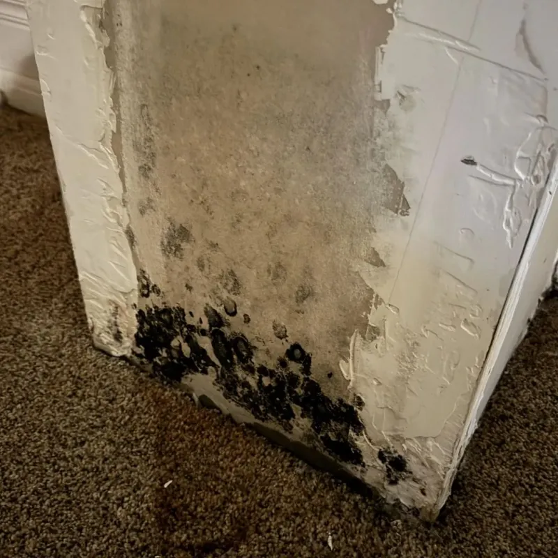 Professional Mold Removal in Knox County, IN